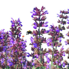 salvia no sfondo 240x180